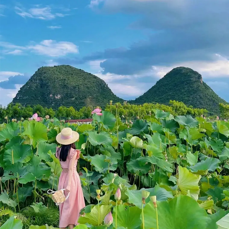 【與荷相遇，普彌有約】云南文山“普者黑”看荷花、“三生三世”、柳葉小舟打水戰(zhàn)、釣龍蝦、彌勒東風(fēng)韻、紅酒莊園品紅酒、采摘水果、彌勒泡溫泉、佛城商都多巴胺體驗(yàn)5天4-8人精致小團(tuán)