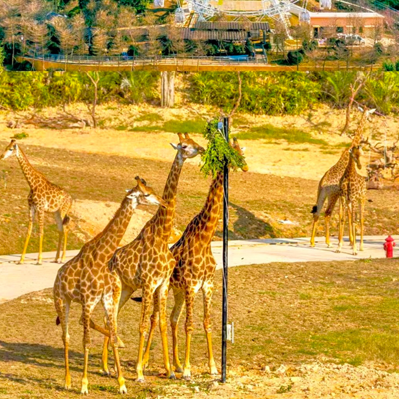【RT暑假~清遠長隆奇妙探索之旅】清遠長隆森林王國、近覽動物大遷徙奇觀、5A西樵山親子汽車3天（升級1晚五星碧桂園酒店）