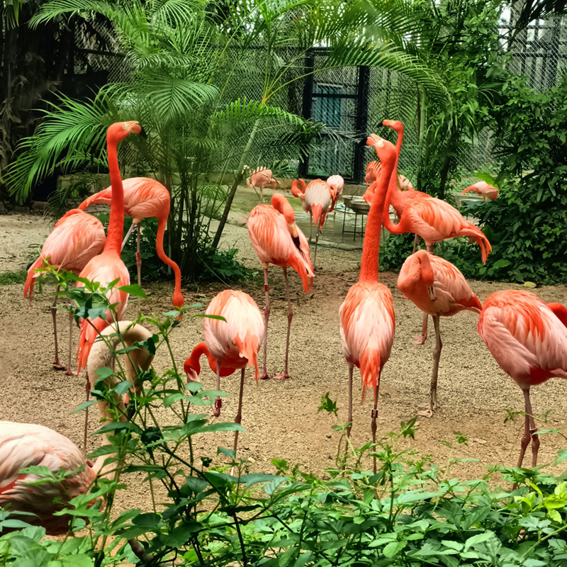 【萬人游廣西-南寧親子站】南寧動物園、機動游戲 、4D影院、龍虎山、竹排游江、靈猴趣鬧、“大唐不夜城”南寧之夜汽車2天